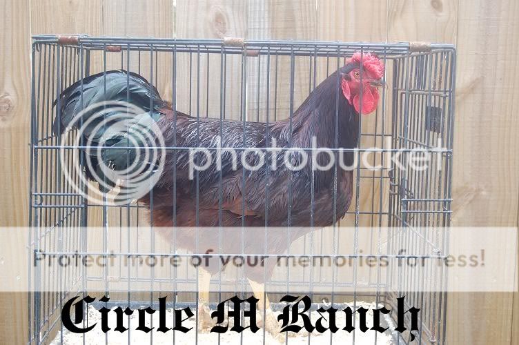 Re: Rhode Island Red