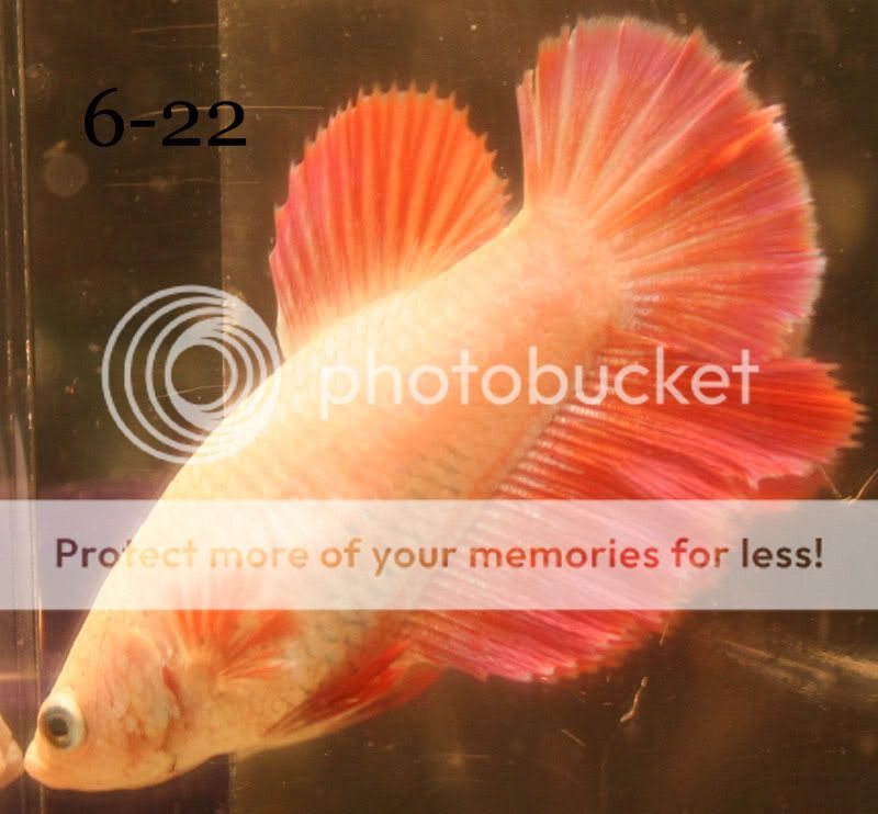 Posted Image
